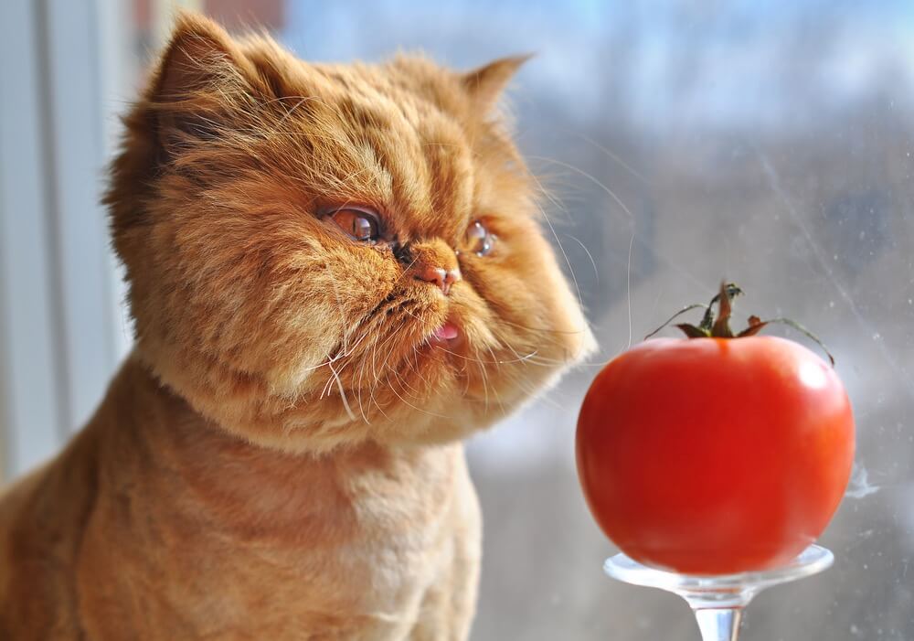 Katt tittar på tomat