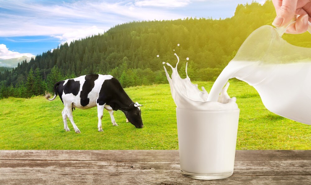 Ko mjölk på bete mjölkglas