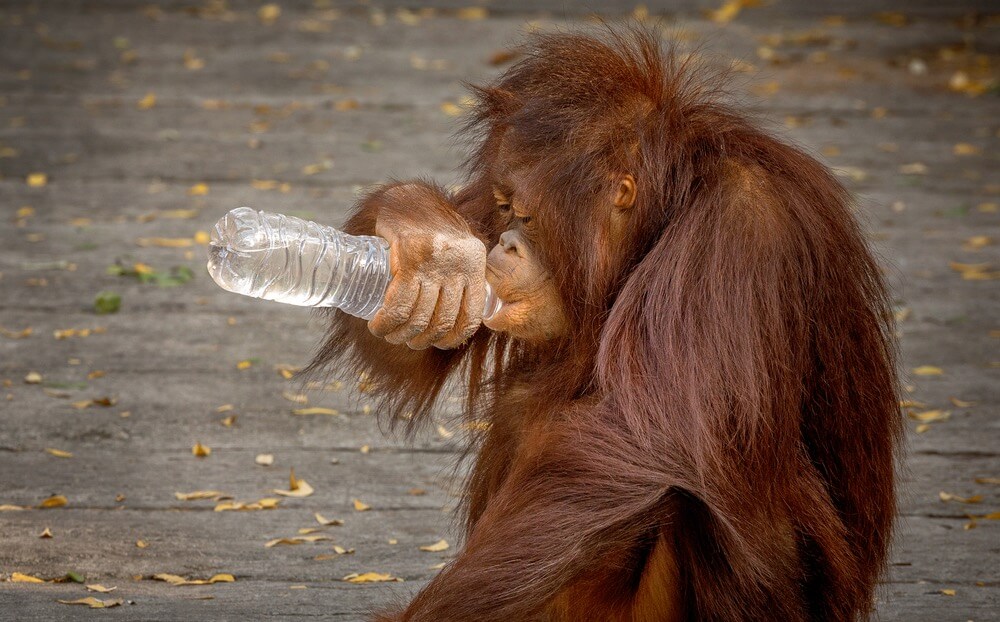 Orangutang dricker vatten