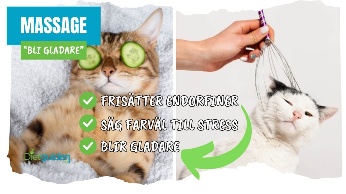 Katter får avkopplande massage