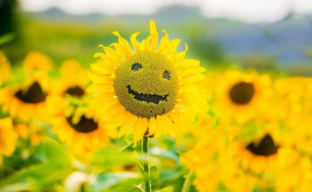 Solrosfrön